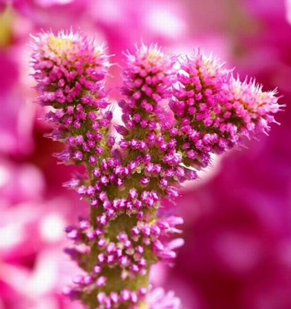 Psylliostachys suworowii Pink Pokers - Alecrim Do Pântano, Alecrim Pink Pokers, Lavanda Mar, Limonium Suworowii - Image 4