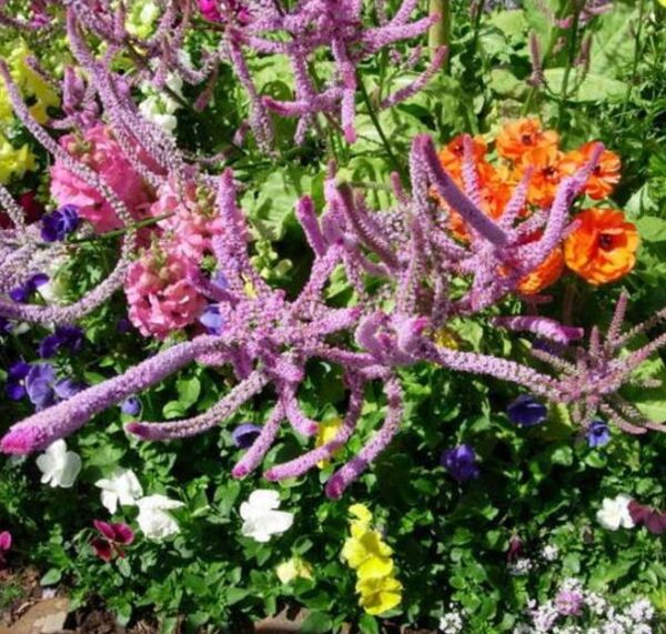 Psylliostachys suworowii Pink Pokers - Alecrim Do Pântano, Alecrim Pink Pokers, Lavanda Mar, Limonium Suworowii - Image 5