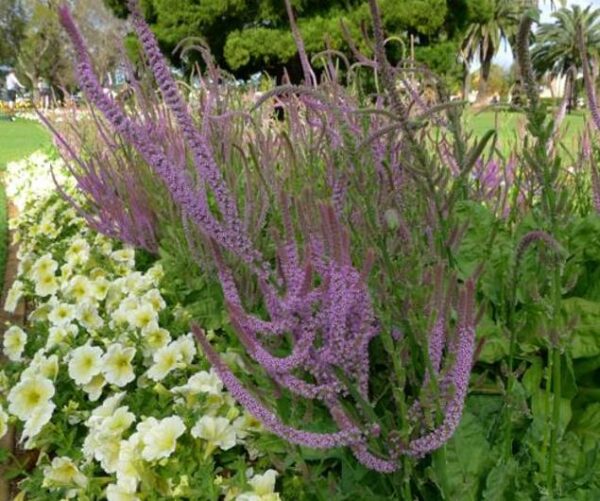 Psylliostachys suworowii Pink Pokers - Alecrim Do Pântano, Alecrim Pink Pokers, Lavanda Mar, Limonium Suworowii - Image 7