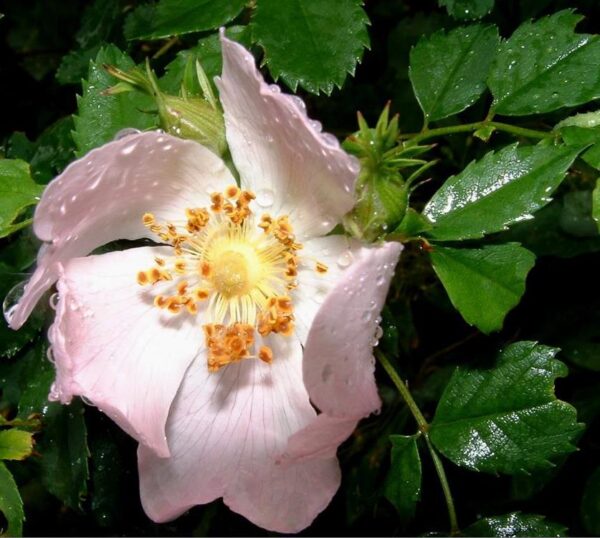 Rosa canina -  Trepadeira Rosa Mosqueta Canina, Rosa selvagem, Rosa silvestre, Rosa canina - Image 5