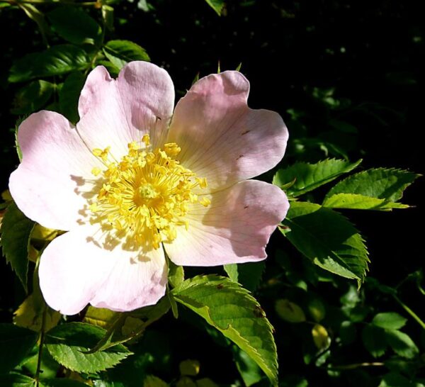 Rosa canina -  Trepadeira Rosa Mosqueta Canina, Rosa selvagem, Rosa silvestre, Rosa canina - Image 7