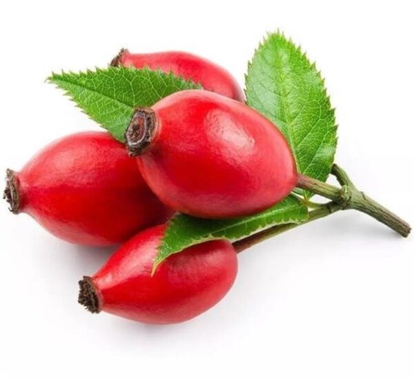 Rosa canina -  Trepadeira Rosa Mosqueta Canina, Rosa selvagem, Rosa silvestre, Rosa canina - Image 8
