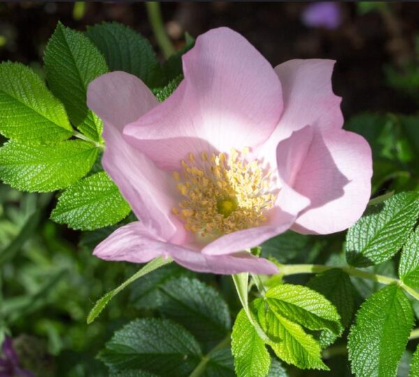 Rosa rubiginosa (Rosa eglanteria) - Arbusto Rosa Mosqueta Rubiginosa, Rosa do Vinho, Rosa Eglanteria - Image 2