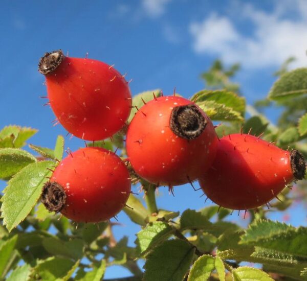 Rosa rubiginosa (Rosa eglanteria) - Arbusto Rosa Mosqueta Rubiginosa, Rosa do Vinho, Rosa Eglanteria - Image 3