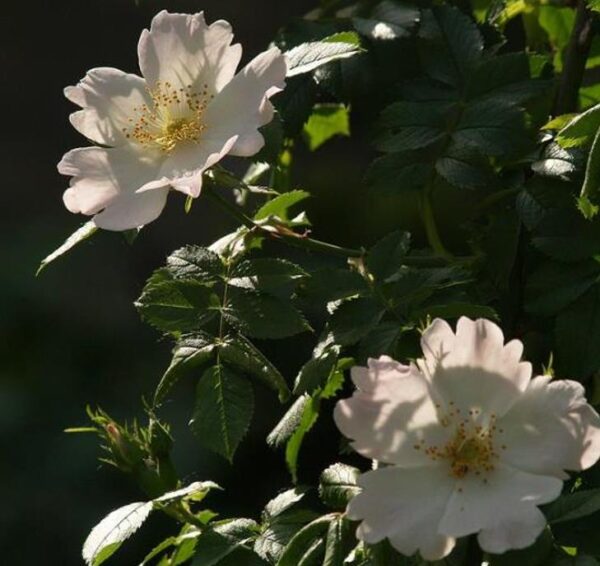 Rosa rubiginosa (Rosa eglanteria) - Arbusto Rosa Mosqueta Rubiginosa, Rosa do Vinho, Rosa Eglanteria - Image 6