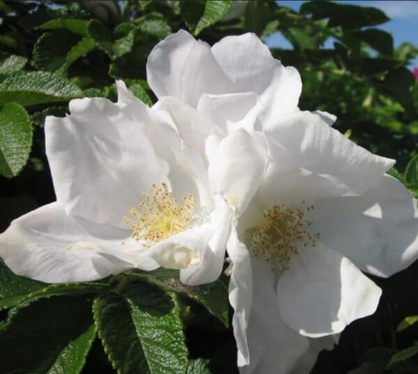 Rosa rubiginosa (Rosa eglanteria) - Arbusto Rosa Mosqueta Rubiginosa, Rosa do Vinho, Rosa Eglanteria - Image 7