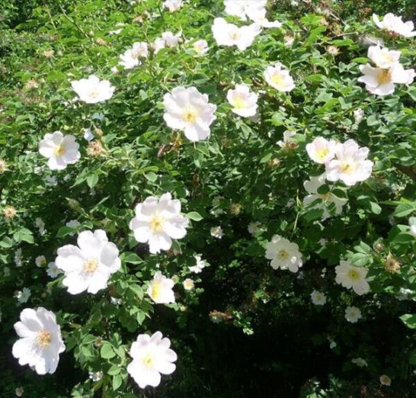 Rosa rubiginosa (Rosa eglanteria) - Arbusto Rosa Mosqueta Rubiginosa, Rosa do Vinho, Rosa Eglanteria - Image 8
