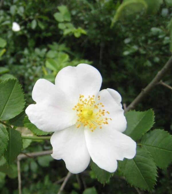 Rosa rubiginosa (Rosa eglanteria) - Arbusto Rosa Mosqueta Rubiginosa, Rosa do Vinho, Rosa Eglanteria - Image 9