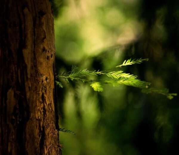 Sequoia sempervirens - Sequoia Sempre Verde, Sequoia Costeira, Sequoia Vermelha, Coast Redwood - Image 2