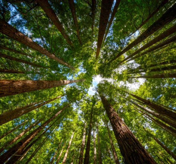 Sequoia sempervirens - Sequoia Sempre Verde, Sequoia Costeira, Sequoia Vermelha, Coast Redwood - Image 3