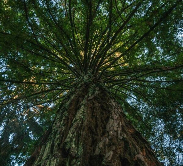 Sequoia sempervirens - Sequoia Sempre Verde, Sequoia Costeira, Sequoia Vermelha, Coast Redwood - Image 4