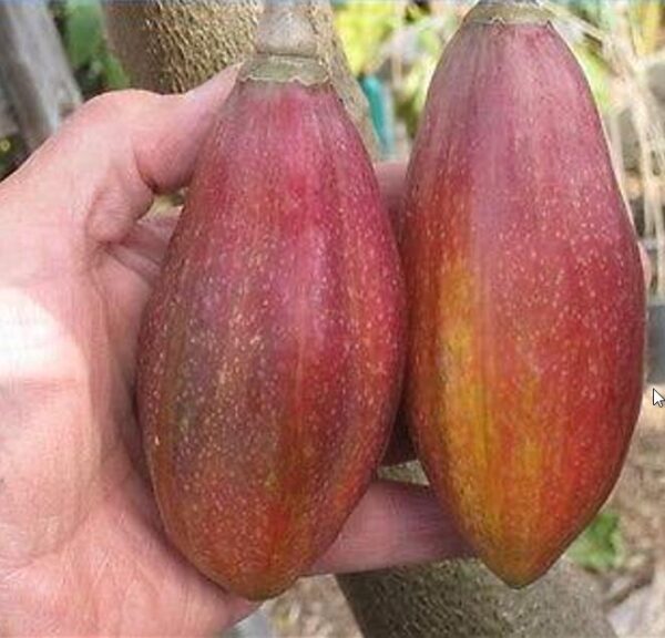 Vasconcellea goudotiana (Carica goudotiana) - Mamão Papayuelo, Papayuelo - Image 2