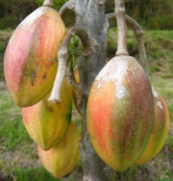 Vasconcellea goudotiana (Carica goudotiana) - Mamão Papayuelo, Papayuelo - Image 3