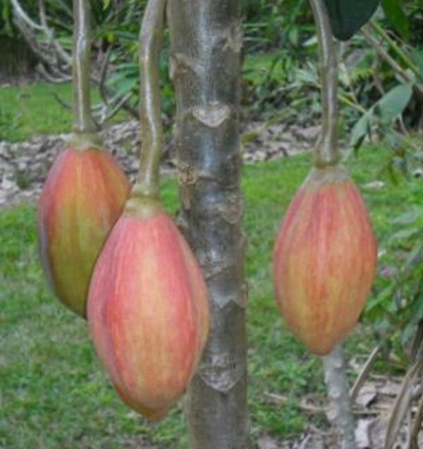 Vasconcellea goudotiana (Carica goudotiana) - Mamão Papayuelo, Papayuelo - Image 4
