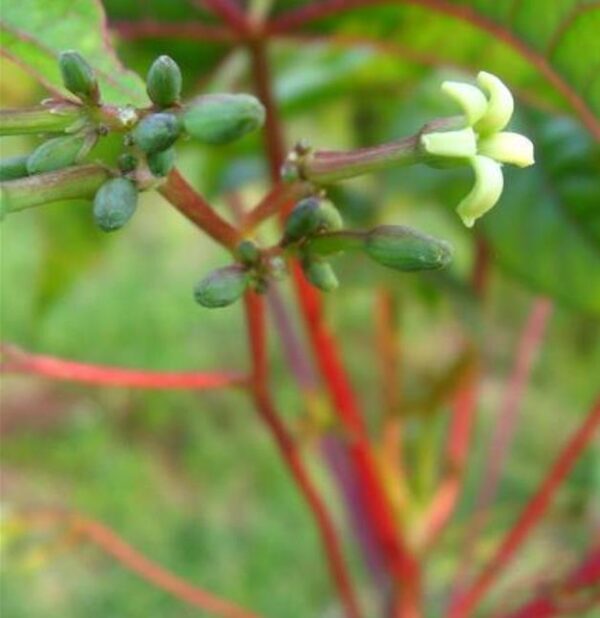 Vasconcellea goudotiana (Carica goudotiana) - Mamão Papayuelo, Papayuelo - Image 7