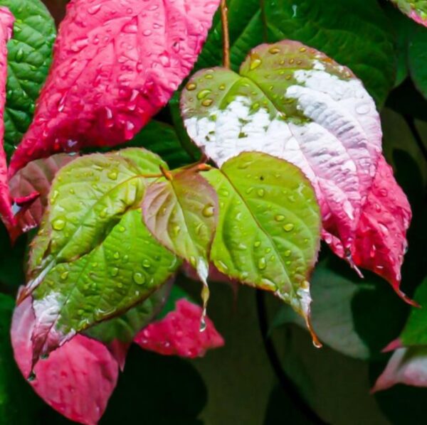 Actinidia kolomikta - Kiwi Uva, Trepadeira Mini Kiwi, Kiwi Grape, Kiwi Berry, Kiwi Ornamental - Image 2