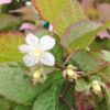 Actinidia kolomikta - Kiwi Uva, Trepadeira Mini Kiwi, Kiwi Grape, Kiwi Berry, Kiwi Ornamental - Image 4