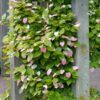 Actinidia kolomikta - Kiwi Uva, Trepadeira Mini Kiwi, Kiwi Grape, Kiwi Berry, Kiwi Ornamental - Image 5