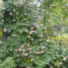 Actinidia kolomikta - Kiwi Uva, Trepadeira Mini Kiwi, Kiwi Grape, Kiwi Berry, Kiwi Ornamental - Image 8