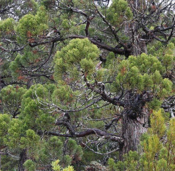 Athrotaxis cupressoides - Pinheiro Lápis, Pinho do lápis, Pencil Pine - Image 8