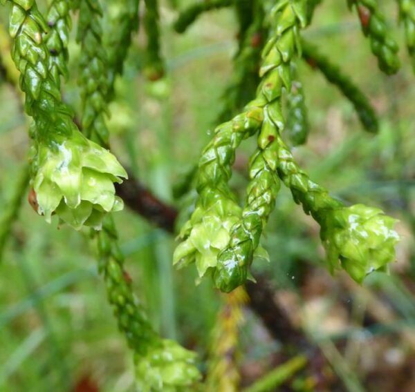 Athrotaxis laxifolia - Pinheiro Atrotaxia, Atrotaxia de Cume, Cedro da Tasmânia, Cedro Summit - Image 7