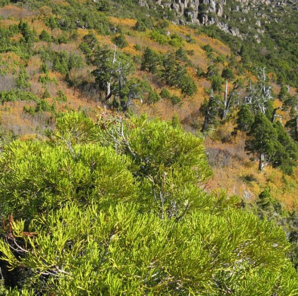 Athrotaxis laxifolia - Pinheiro Atrotaxia, Atrotaxia de Cume, Cedro da Tasmânia, Cedro Summit - Image 10