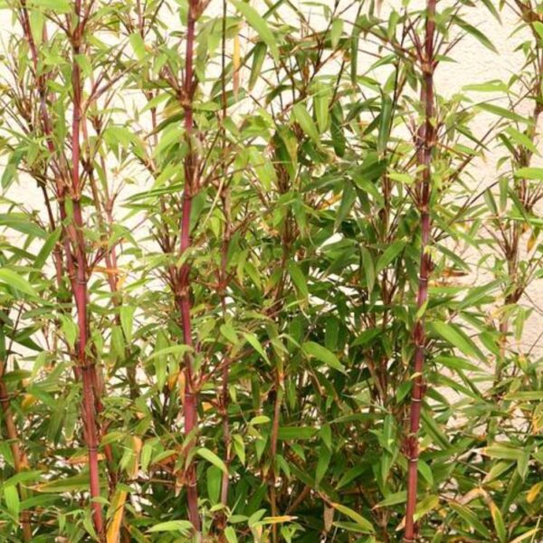 Borinda fungosa (Fargesia fungosa) - Bambu Chocolate - Image 2