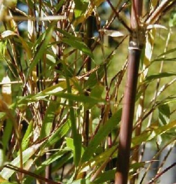 Borinda fungosa (Fargesia fungosa) - Bambu Chocolate - Image 3
