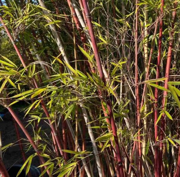 Borinda fungosa (Fargesia fungosa) - Bambu Chocolate - Image 4