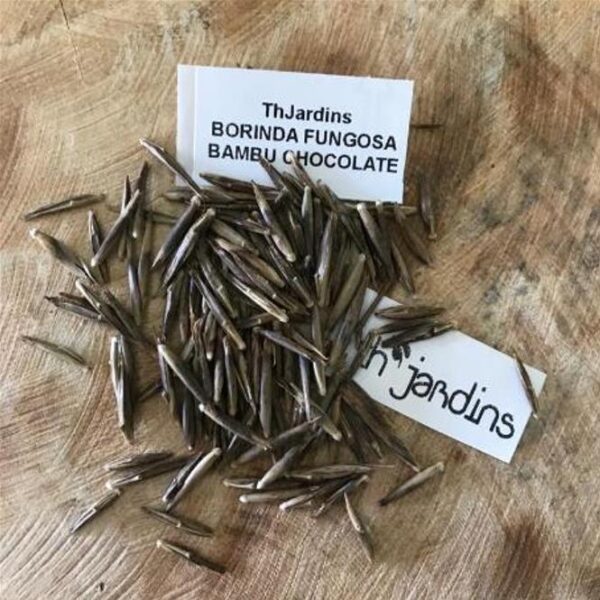 Borinda fungosa (Fargesia fungosa) - Bambu Chocolate - Image 5