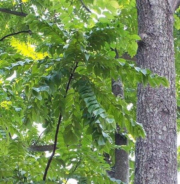 Chukrasia tabularis - Cedro Branco, Mogno Indiano, Sequoia Indiana, Amêndoa da Birmânia - Image 6