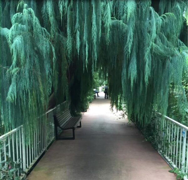 Cupressus cashmeriana - Cipreste de Caxemira, Cipreste Butão, Cipreste Cascata Azul, Cipreste Chorão - Image 7