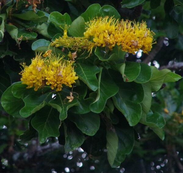Deplanchea Tetraphylla - Árvore Buquê Dourado, Árvore Buquê de Ouro, Burmese Pagoda Tree - Image 5