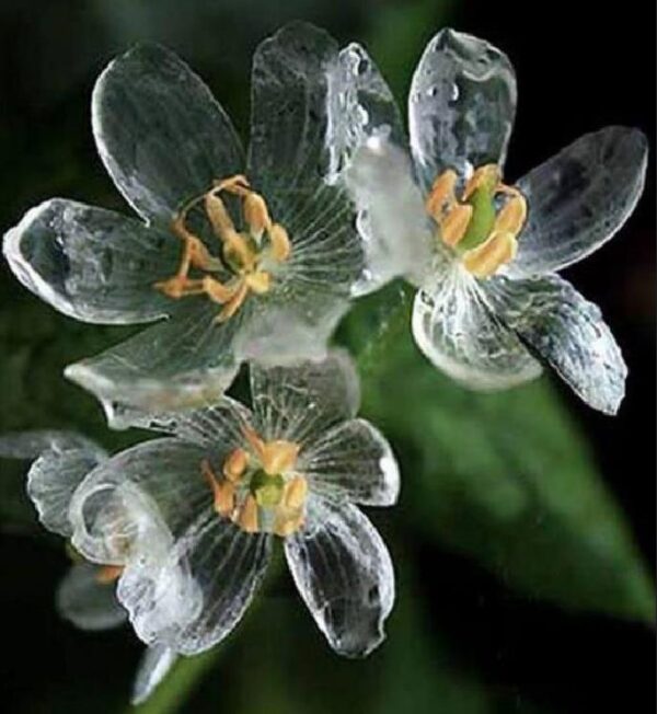 Diphylleia grayi - Flor cristal, Flor Mágica de Cristal, Flor Esqueleto, Flor Pétalas de Cristal, C - Image 2