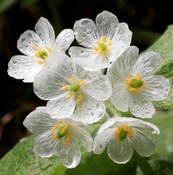 Diphylleia grayi - Flor cristal, Flor Mágica de Cristal, Flor Esqueleto, Flor Pétalas de Cristal, C - Image 4