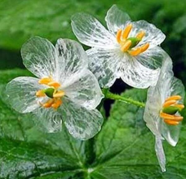 Diphylleia grayi - Flor cristal, Flor Mágica de Cristal, Flor Esqueleto, Flor Pétalas de Cristal, C - Image 5