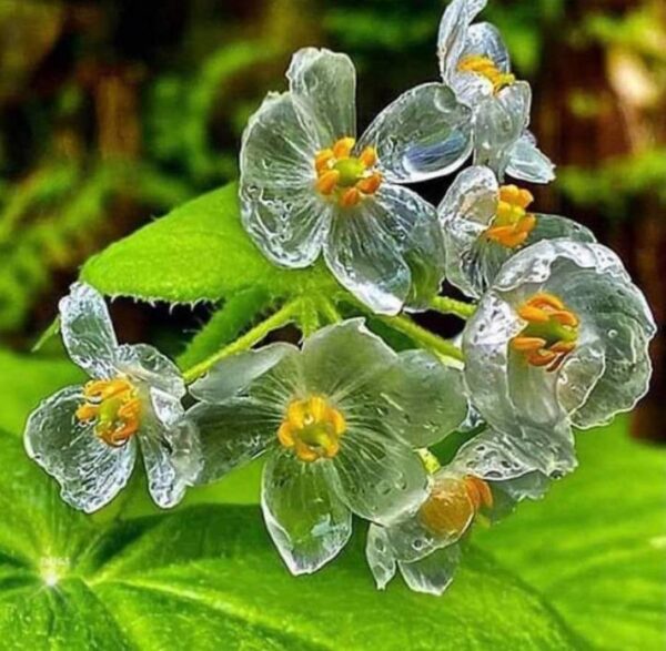 Diphylleia grayi - Flor cristal, Flor Mágica de Cristal, Flor Esqueleto, Flor Pétalas de Cristal, C - Image 6