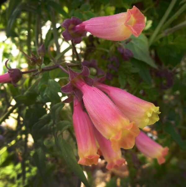 Eccremocarpus scaber 'Mix' - Glória Chilena, Videira Glória do Chile, Trepadeira Flor Gloria do Chile