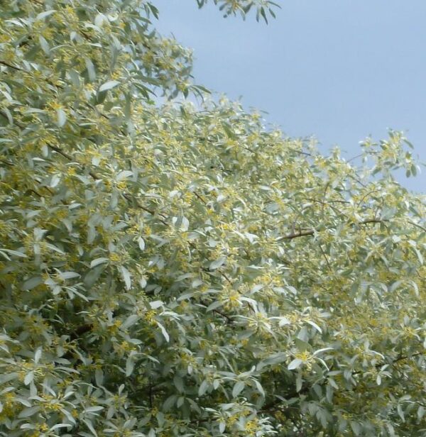 Elaeagnus angustifolia - Azeitona Russa, Azeitona Persa, Oliveira do Paraíso, Oliveira Russa - Image 5