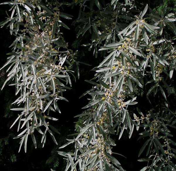 Elaeagnus angustifolia - Azeitona Russa, Azeitona Persa, Oliveira do Paraíso, Oliveira Russa - Image 6