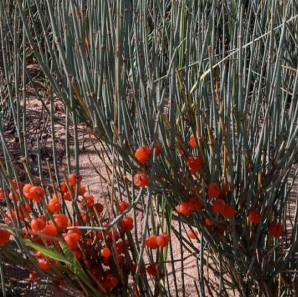 Ephedra intermedia - Chá Mórmon Azul, Blue Jointfir, Mormon Tea, Chá Brigham, Zhong Mahuang, Efedra - Image 3