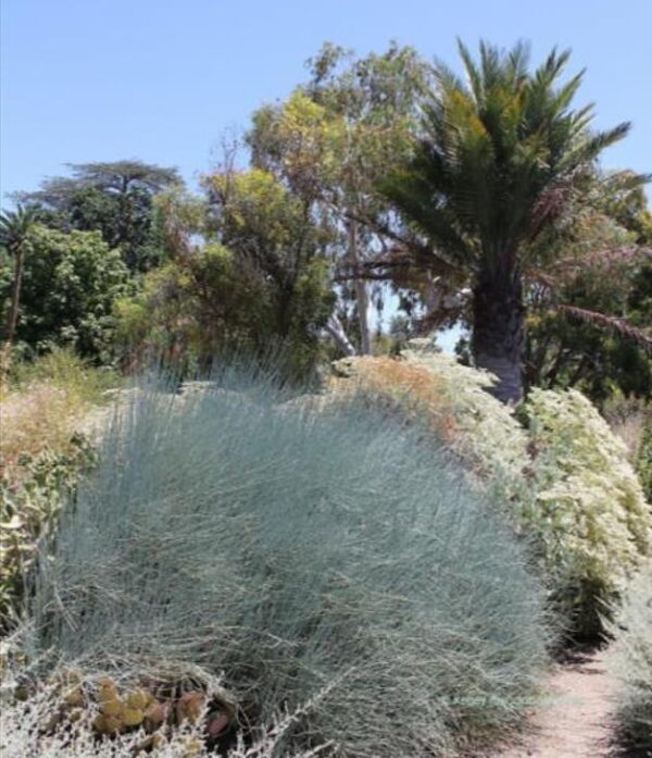 Ephedra nevadensis - Efedra de Nevada, Chá Mórmon de Nevada, Chá do Deserto, Gray Jointfir