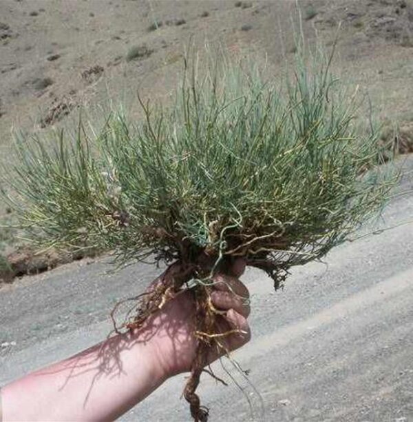 Ephedra sinica - Ephedra chinesa, Chá Mórmon, Chá Brigham, Efedra, Chinese Jointfir, Cao Ma Huang - Image 8