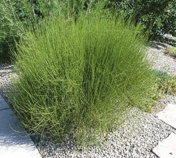 Ephedra viridis - Chá Mórmon Verde, Chá Brigham, Ephedra Verde, Mountain Jointfir