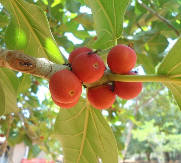 Ficus benghalensis - Figueira de Bengala, Árvore de Banyan - Image 3