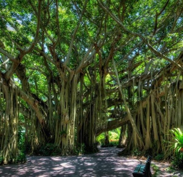 Ficus benghalensis - Figueira de Bengala, Árvore de Banyan - Image 4