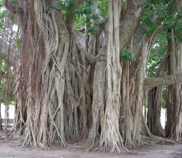 Ficus benghalensis - Figueira de Bengala, Árvore de Banyan - Image 5