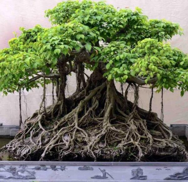 Ficus benghalensis - Figueira de Bengala, Árvore de Banyan - Image 6