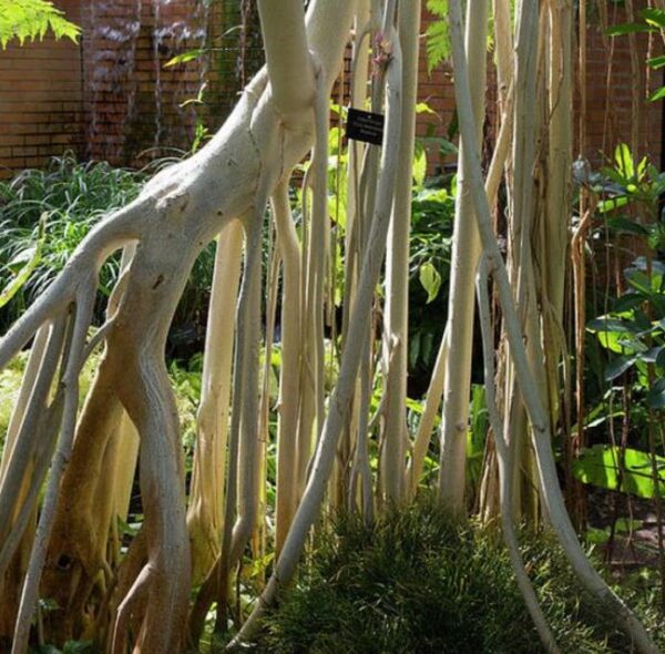 Ficus benghalensis - Figueira de Bengala, Árvore de Banyan - Image 7