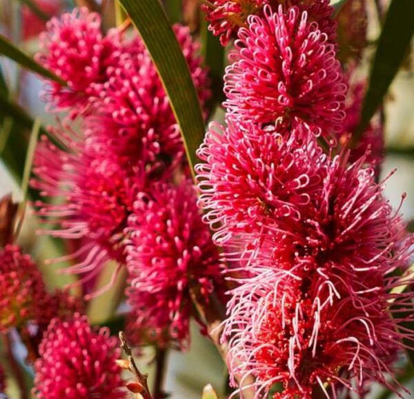 Hakea multilineata - Protea Hakea Multilineata, Hakea Folha de Lança, Hakea Folha de Gramíneas - Image 2